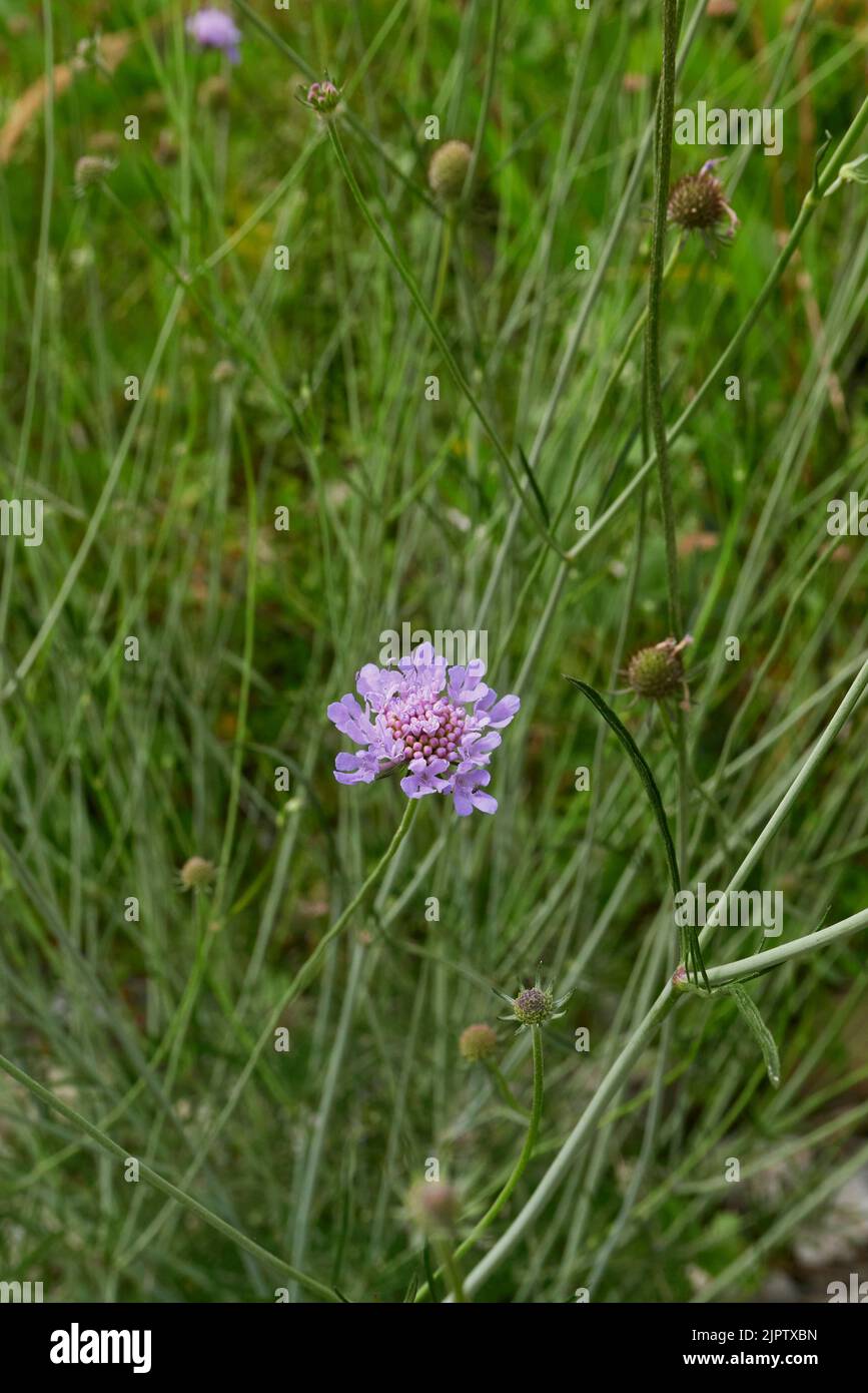 Scabiosa columbaria en fleur Banque D'Images