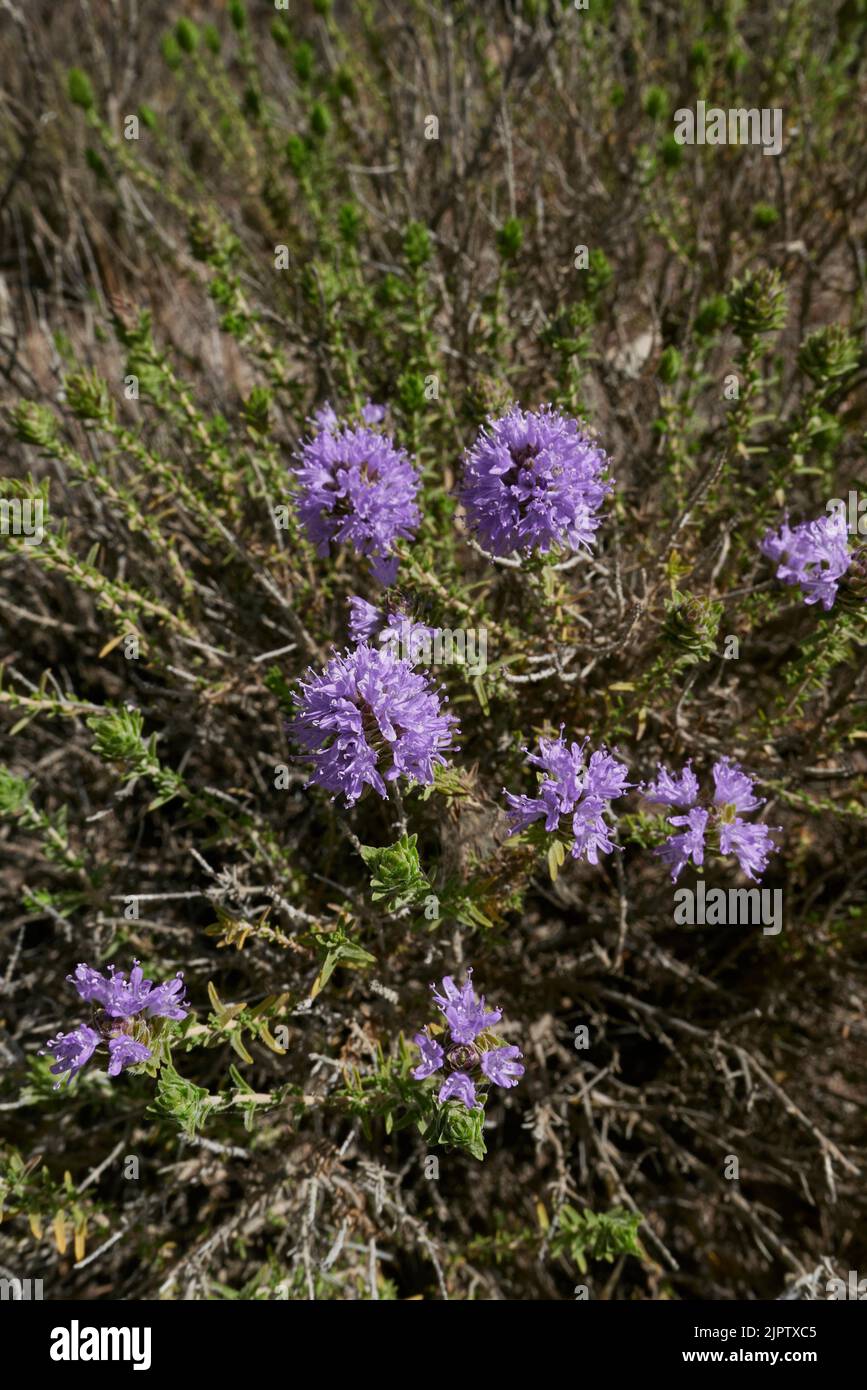 Thymbra capitata en fleur Banque D'Images