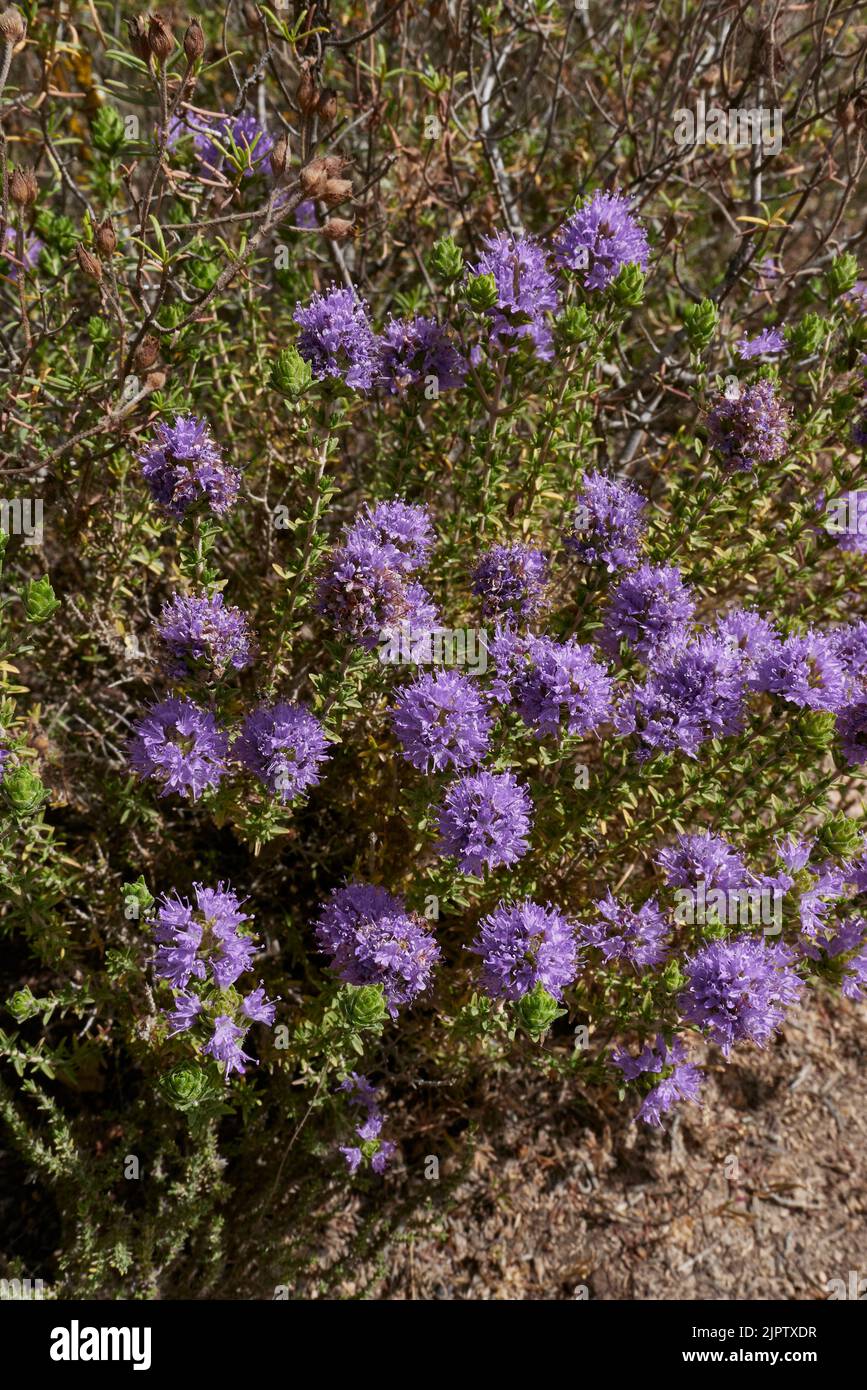 Thymbra capitata en fleur Banque D'Images