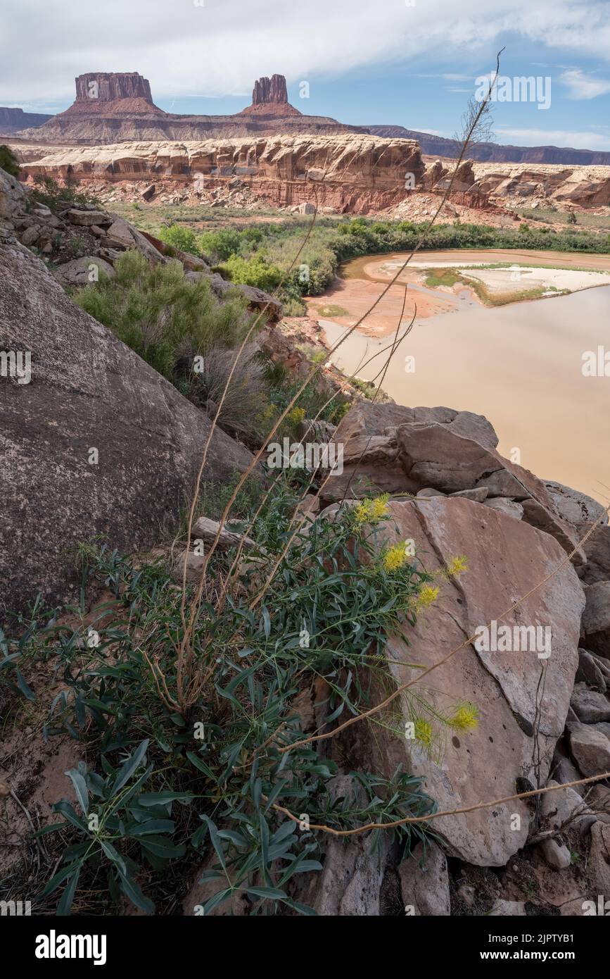 Le panache de Prince en fleur, parc national de Canyonlands, Utah. Banque D'Images