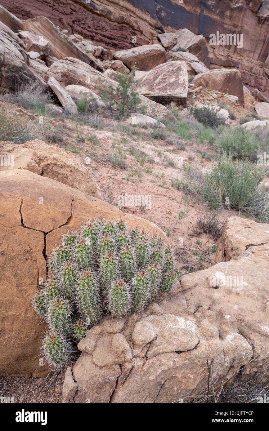 Cactus de la coupe Claret, (Echinocereus mojavensis) Parc national des Canyonlands, Utah. Banque D'Images
