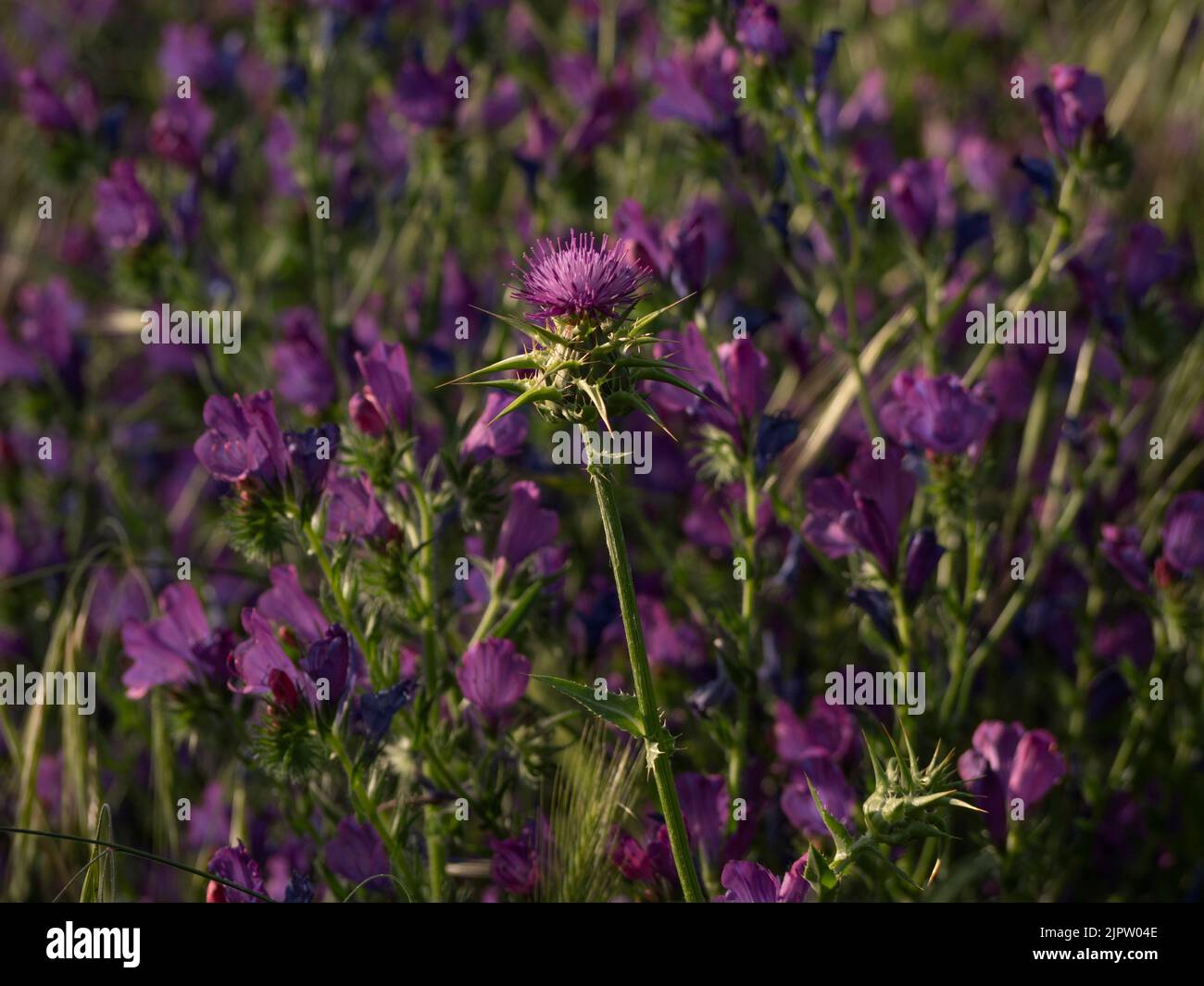 Chardon parmi la mauvaise herbe toxique violet viper-bugloss Banque D'Images