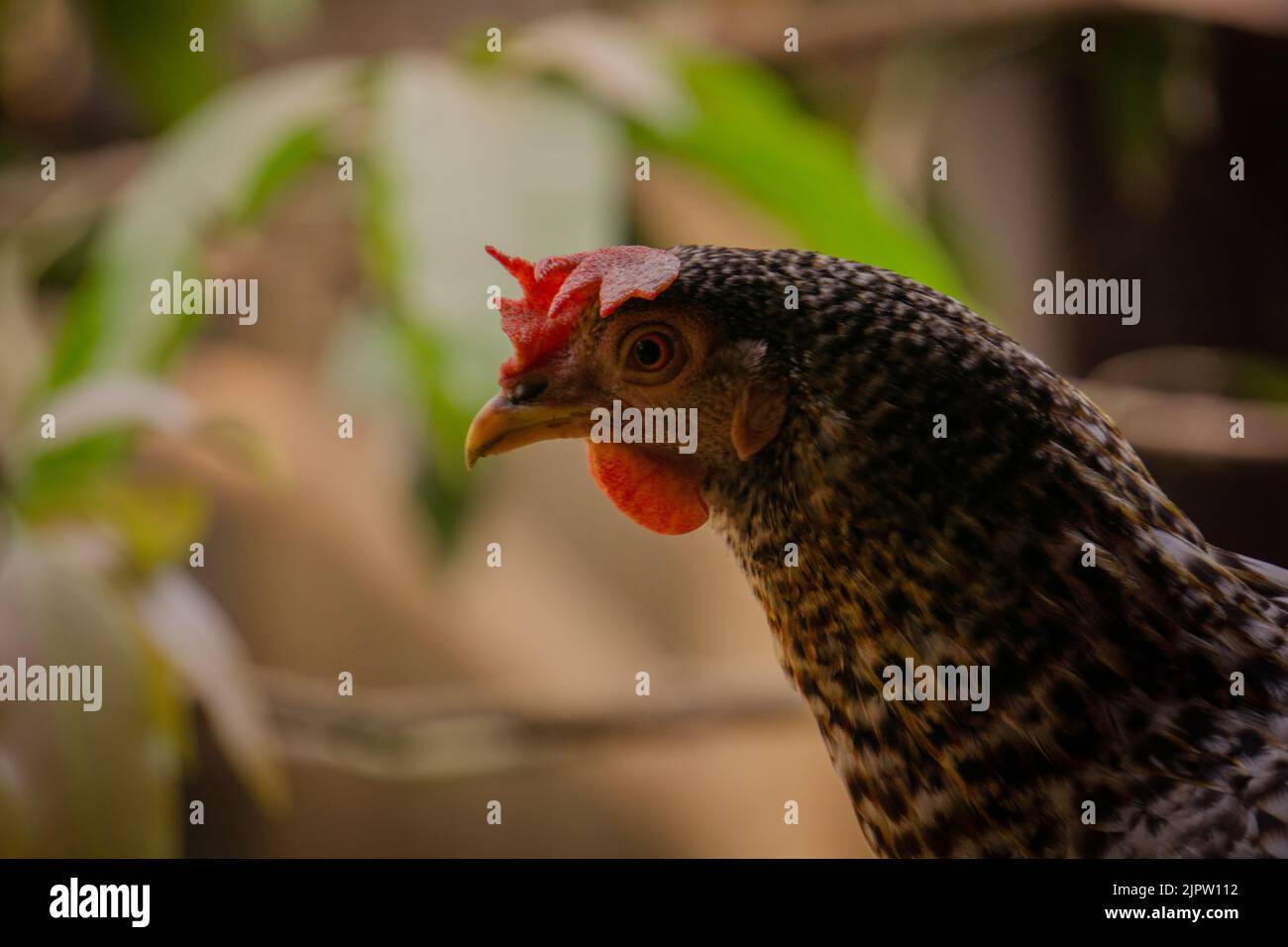 Un gros poulet à la recherche. Gros plan d'un gros poulet. De tels poussins se trouvent dans les villages et les collines du Bangladesh. Banque D'Images
