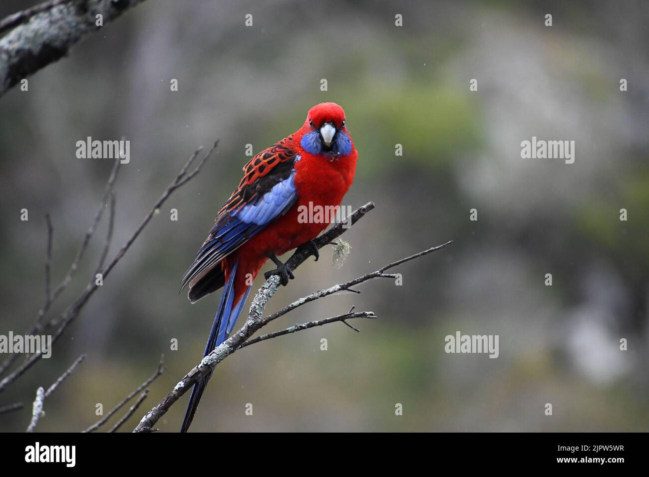 Une photo en gros plan d'une belle Rosella cramoisi perchée sur une branche Banque D'Images