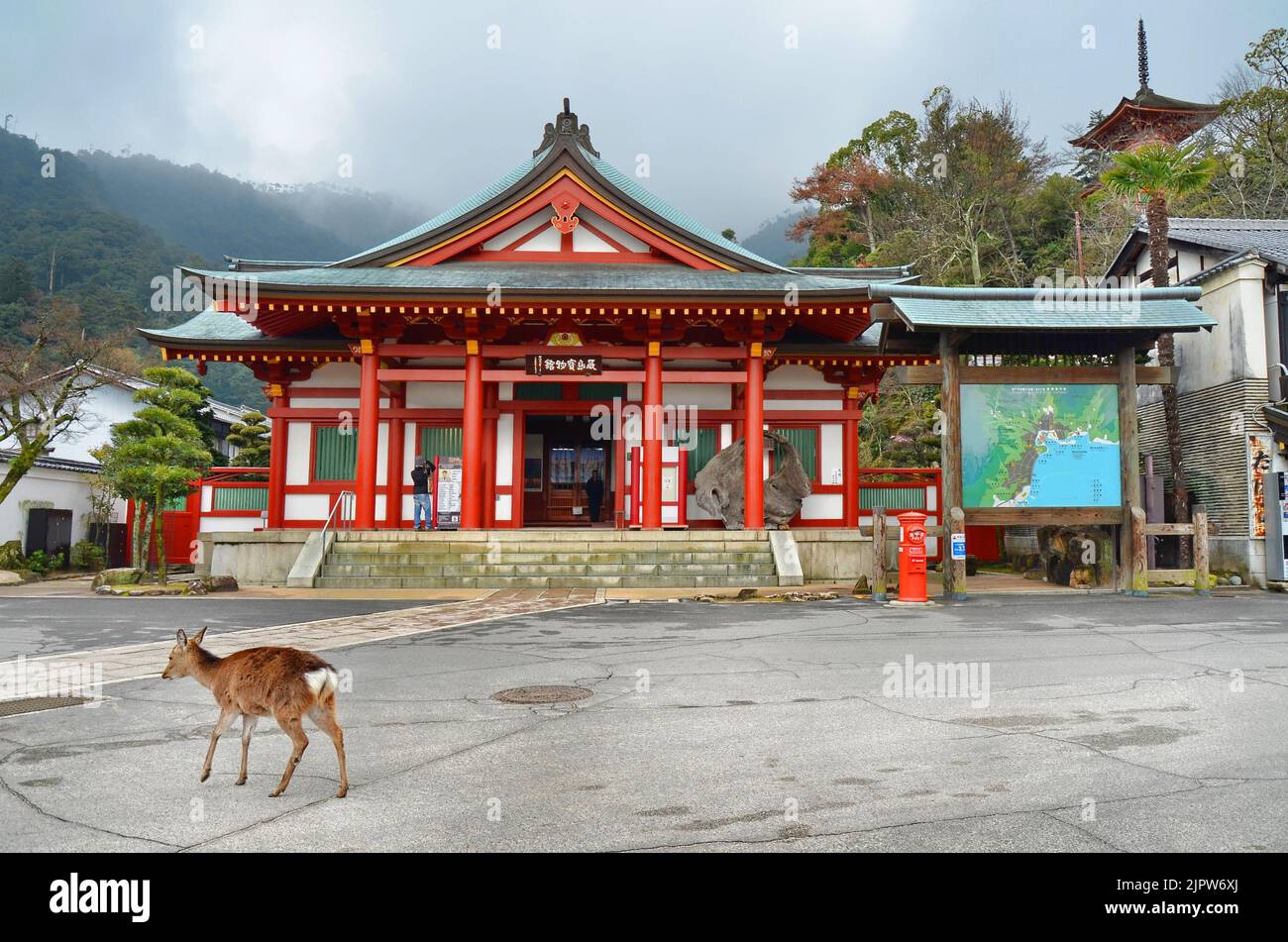 Cerf de sika sauvage (Cervus nippon) également connu sous le nom de cerf japonais, marchant devant la salle du Trésor du sanctuaire d'Itsukushima sur l'île de Miyajima, au Japon. Banque D'Images