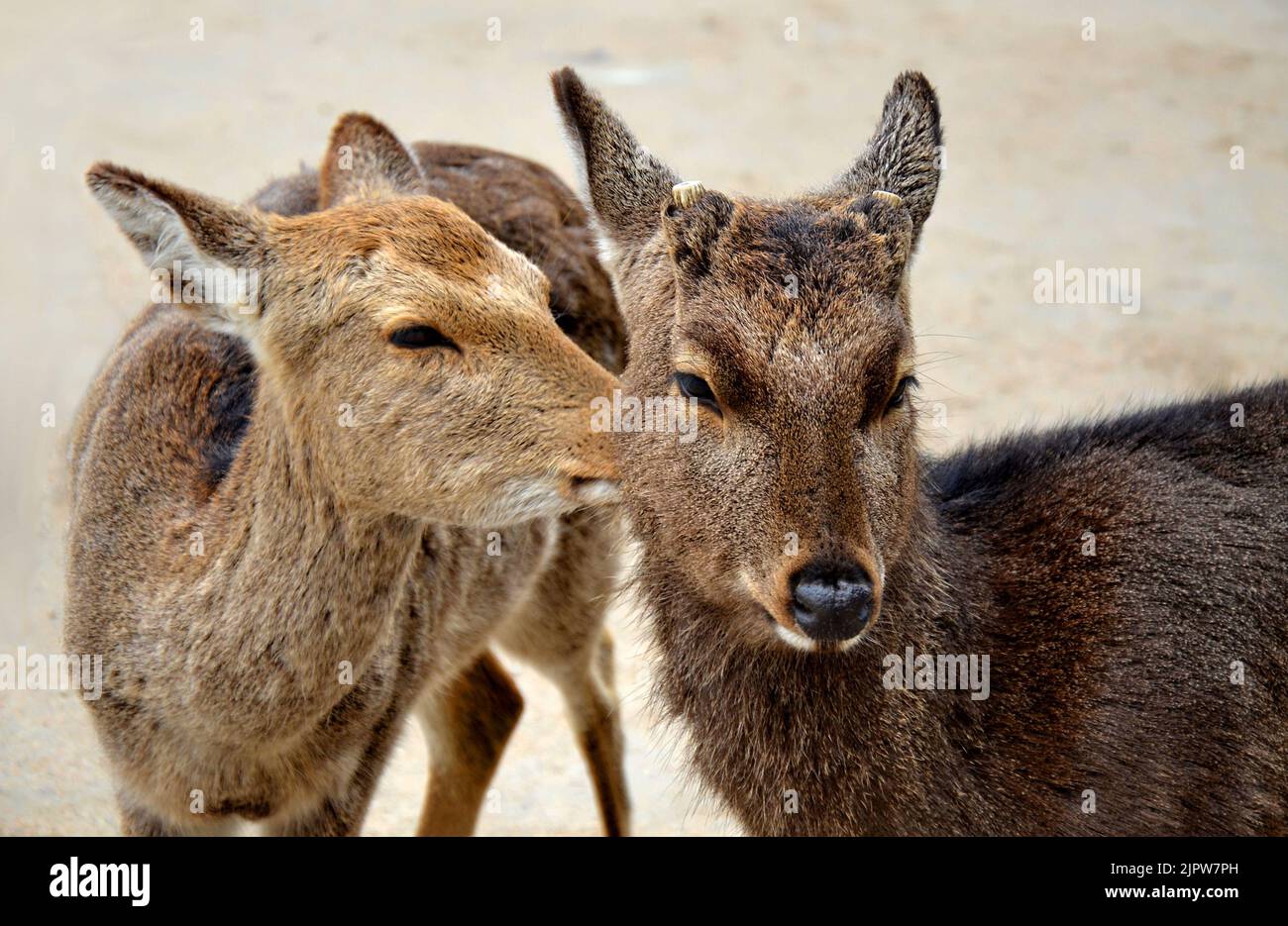 Le cerf de sika (Cervus nippon) aussi connu sous le nom de cerf japonais. Île d'Itsukushima (Miyajima), préfecture d'Hiroshima, Japon. Banque D'Images