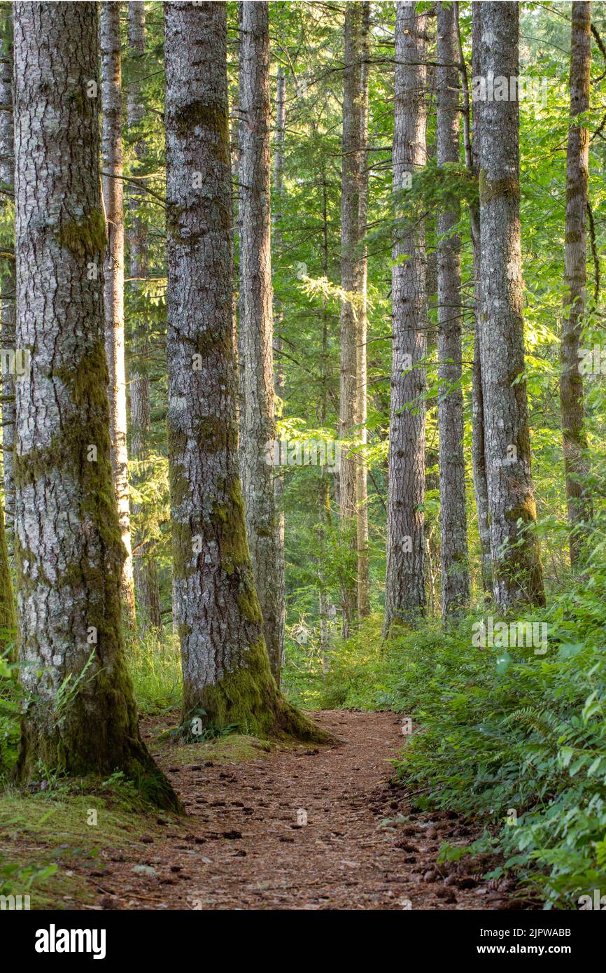 Sentier de randonnée à travers les arbres le long du chemin autour du parc national Ike Kinswa Banque D'Images