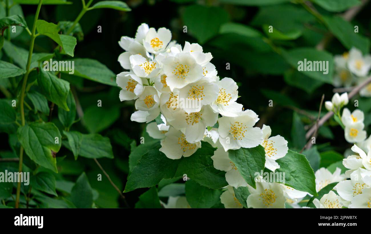 Branche de Jasmine avec fleurs blanches en pleine floraison dans un parc de la ville. Banque D'Images