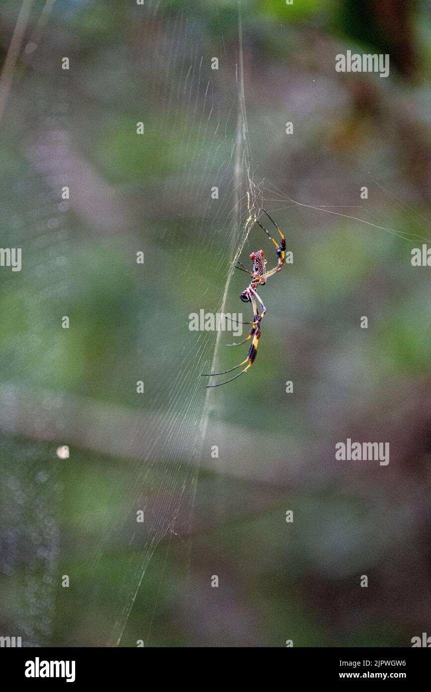Une araignée Joro, une espèce envahissante d'Asie, se trouve en Géorgie et en Caroline du Sud Banque D'Images