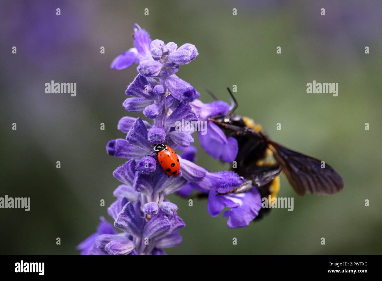 Gros plan d'un coléoptère de dame convergent ou d'Hippodamia convergens avec l'abeille bourdonneuse de Sonoran en arrière-plan sur la salvia. Banque D'Images