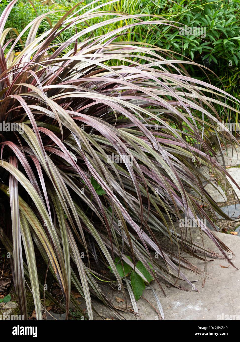 Sangle comme le feuillage en cascade rouge et argent de l'Astelia de montagne de Nouvelle-Zélande, Astelia nervosa 'Alpine Ruby' Banque D'Images