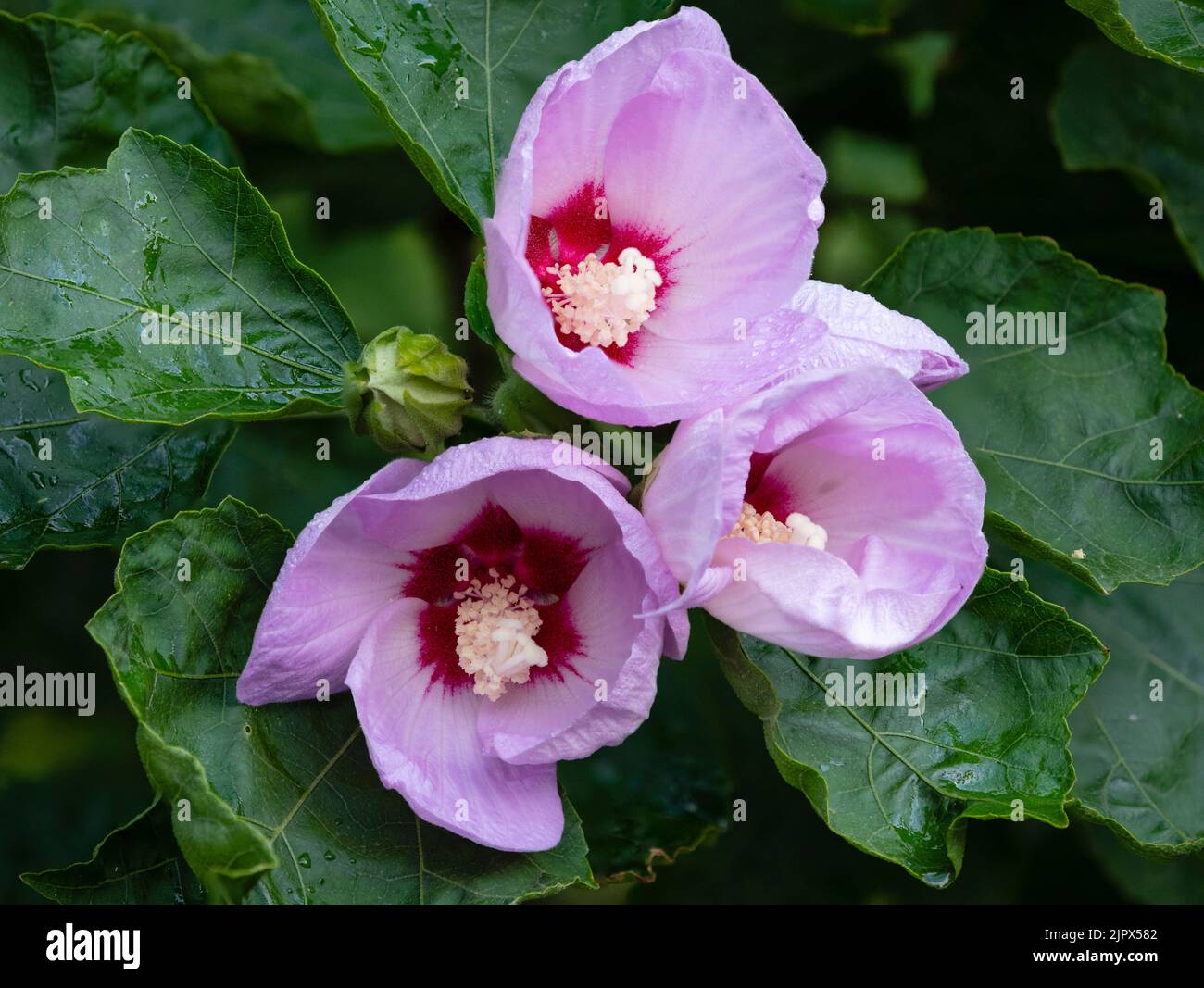 Fleurs lilas de la fin de l'été de l'arbuste dur à feuilles caduques, Hibiscus sinosyriacus 'Lilas Queen' Banque D'Images