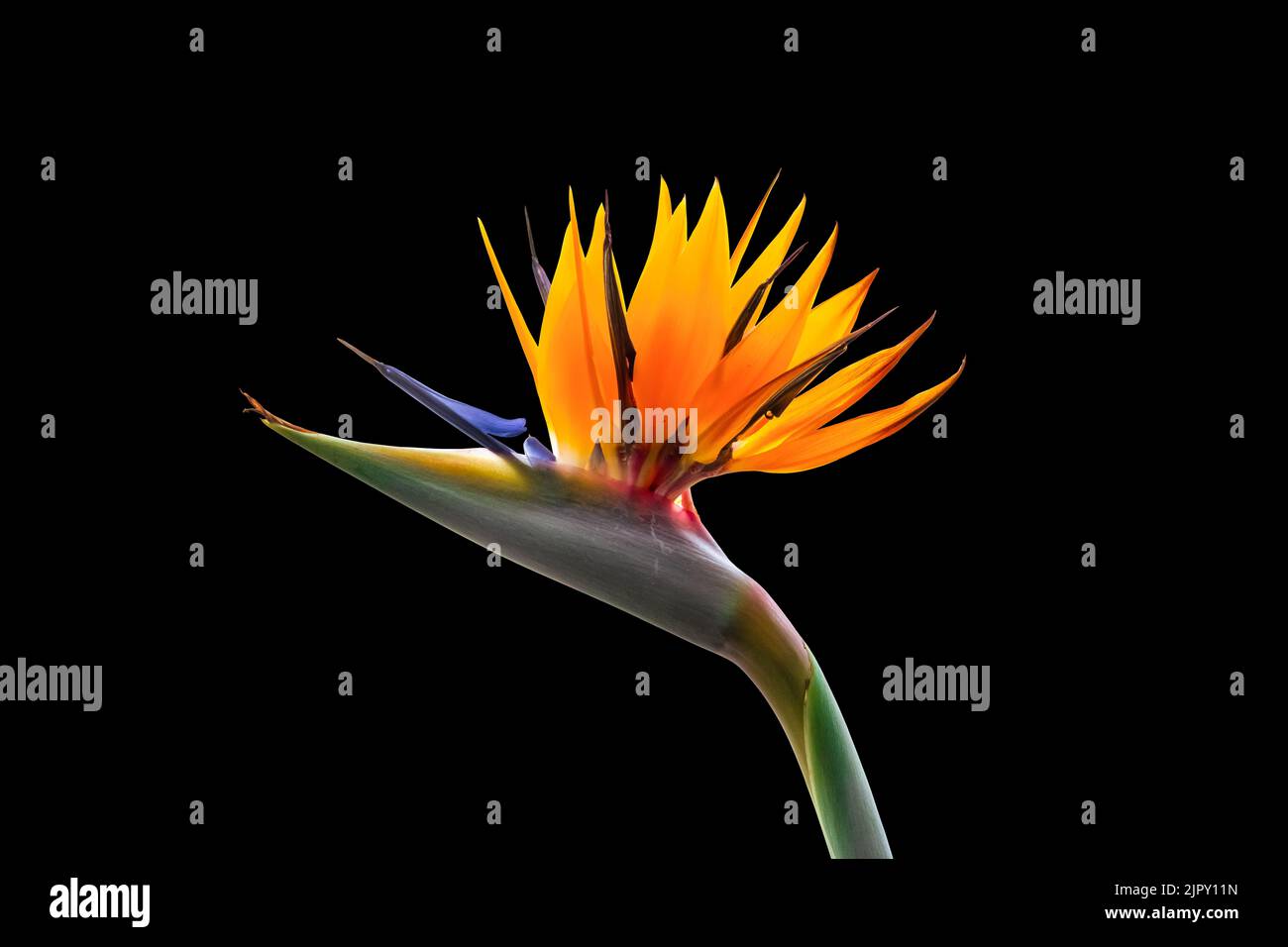 Fleur d'oiseau de paradis colorée gros plan pétales rétro-éclairés et colorés isolés sur fond noir Banque D'Images