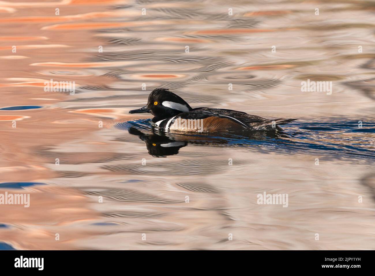 Un Merganser drake à capuche nageant dans des eaux de couleur saumon. Banque D'Images