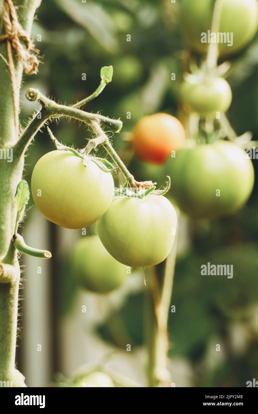 Tomates biologiques mûres vertes sur la vigne, tomates sur le terrain Banque D'Images