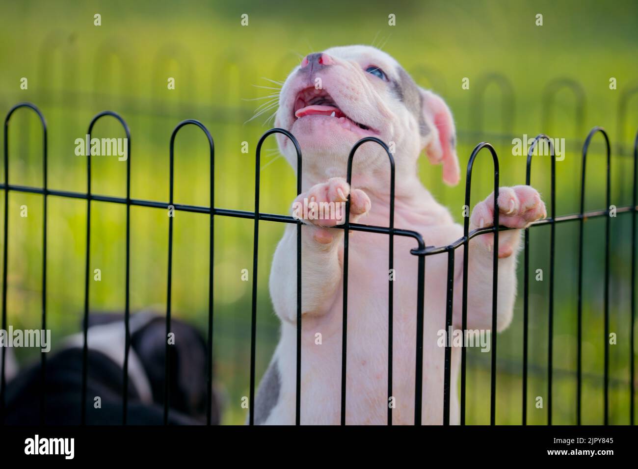 Chiot pitbull blanc dans une cage. Banque D'Images