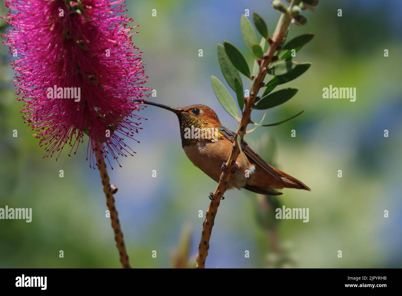 Colibri d'Allen, Sélasphore sasin, perching et alimentation sur le bottibrure, Callistemon, fleur. Présenté à Pasadena, Californie, États-Unis. Banque D'Images