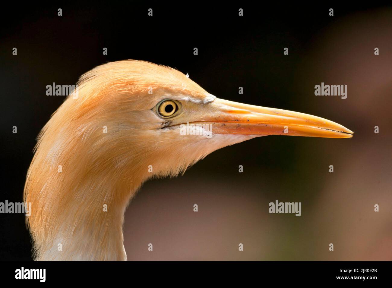 Bétail Egret (Bubulcus ibis), détail tête Banque D'Images