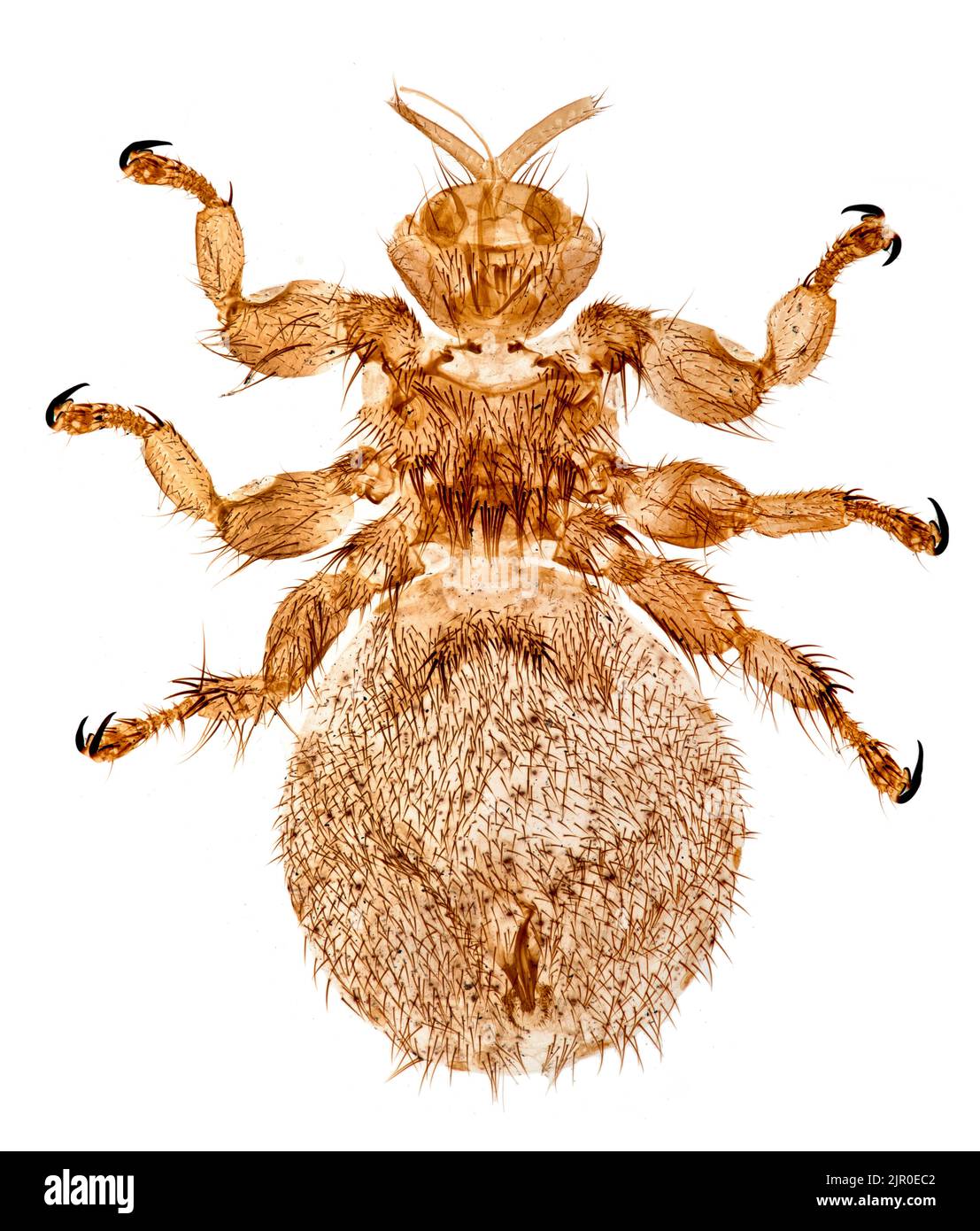 Mouflons, Melophagus ovinus, photomicrographe éclairement du fond clair. Banque D'Images