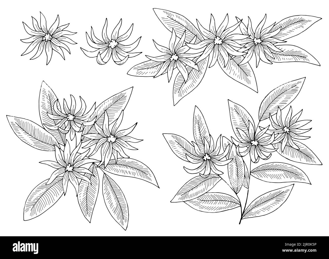 Motif de fleur en forme d'anis étoilé noir blanc isolé esquisse vecteur d'illustration Illustration de Vecteur