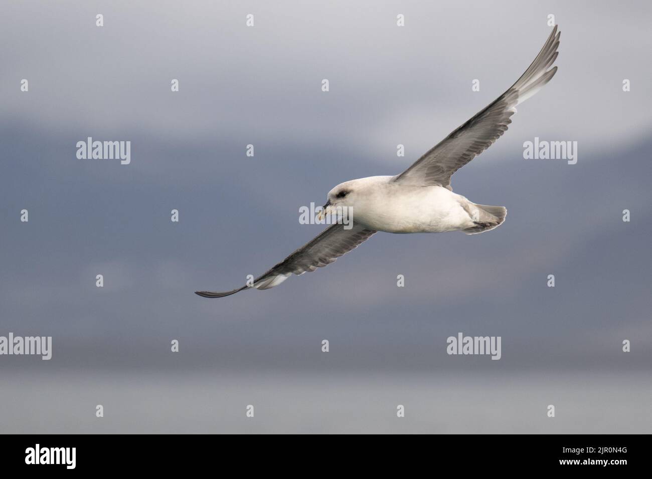 Un gros plan d'un fulmar du Nord volant avec ses ailes larges ouvertes à Svalbard Banque D'Images