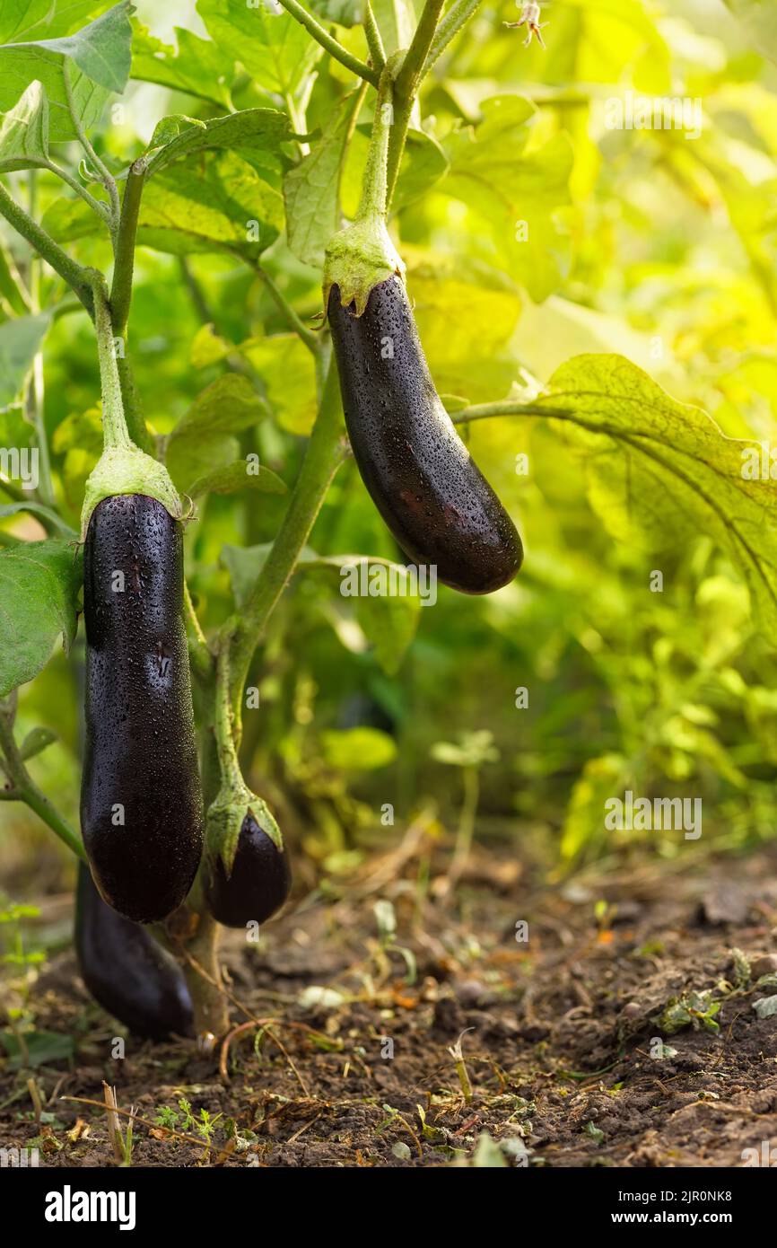 Aubergine violette jardin potager Banque de photographies et d’images à ...