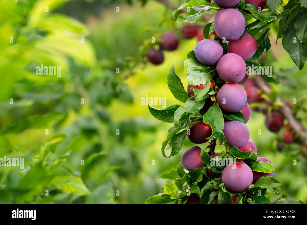 prunes de cerises mûres accrochées à la branche dans le jardin Banque D'Images