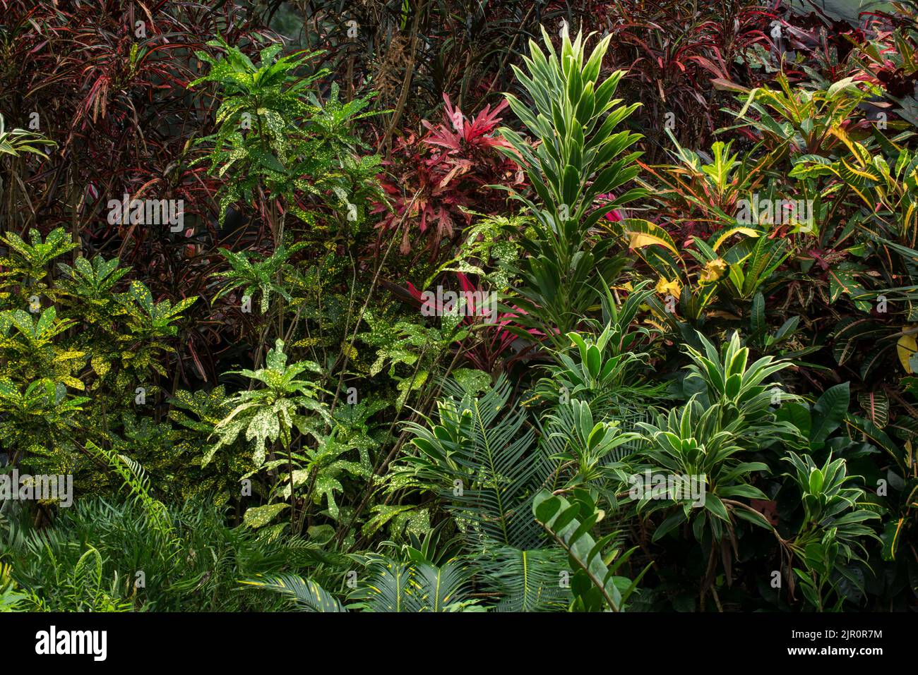 Plantes et arbres poussant dans une serre tropicale - photo de stock Banque D'Images
