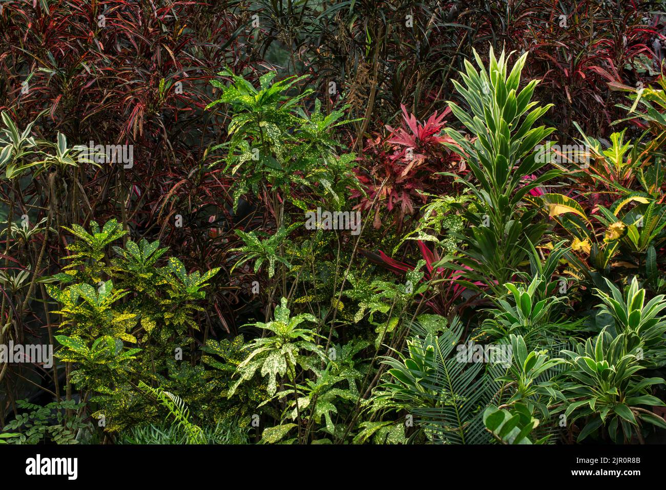 Plantes et arbres poussant dans une serre tropicale - photo de stock Banque D'Images