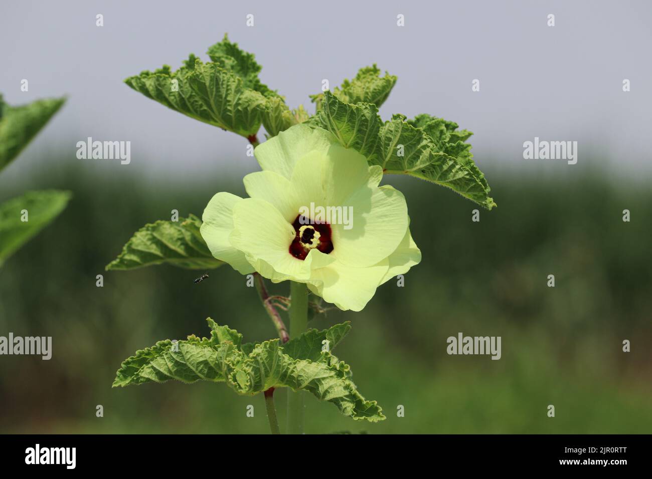 Okra fleurit dans les fermes de la rive ouest, Louxor, haute-Égypte Banque D'Images