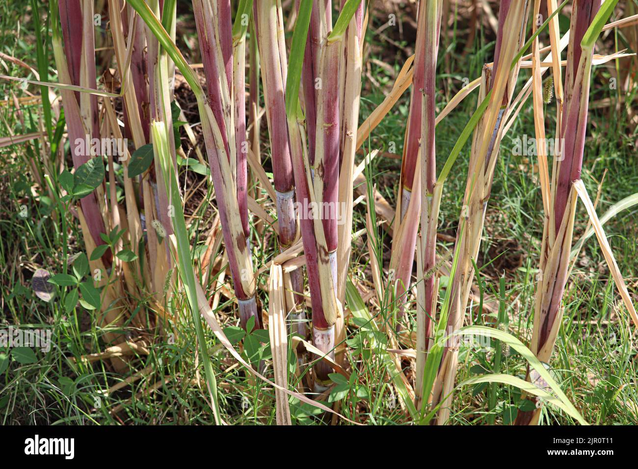 Plants de canne à sucre dans les fermes de la rive ouest du Nil à Louxor, en Égypte Banque D'Images