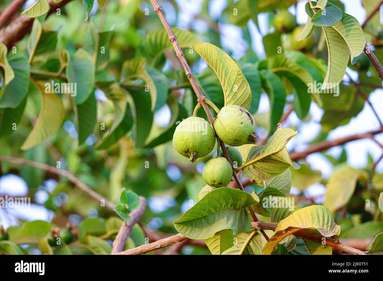 Fruits de Guava verte dans les fermes de la rive ouest du Nil à Louxor, Egypte Banque D'Images