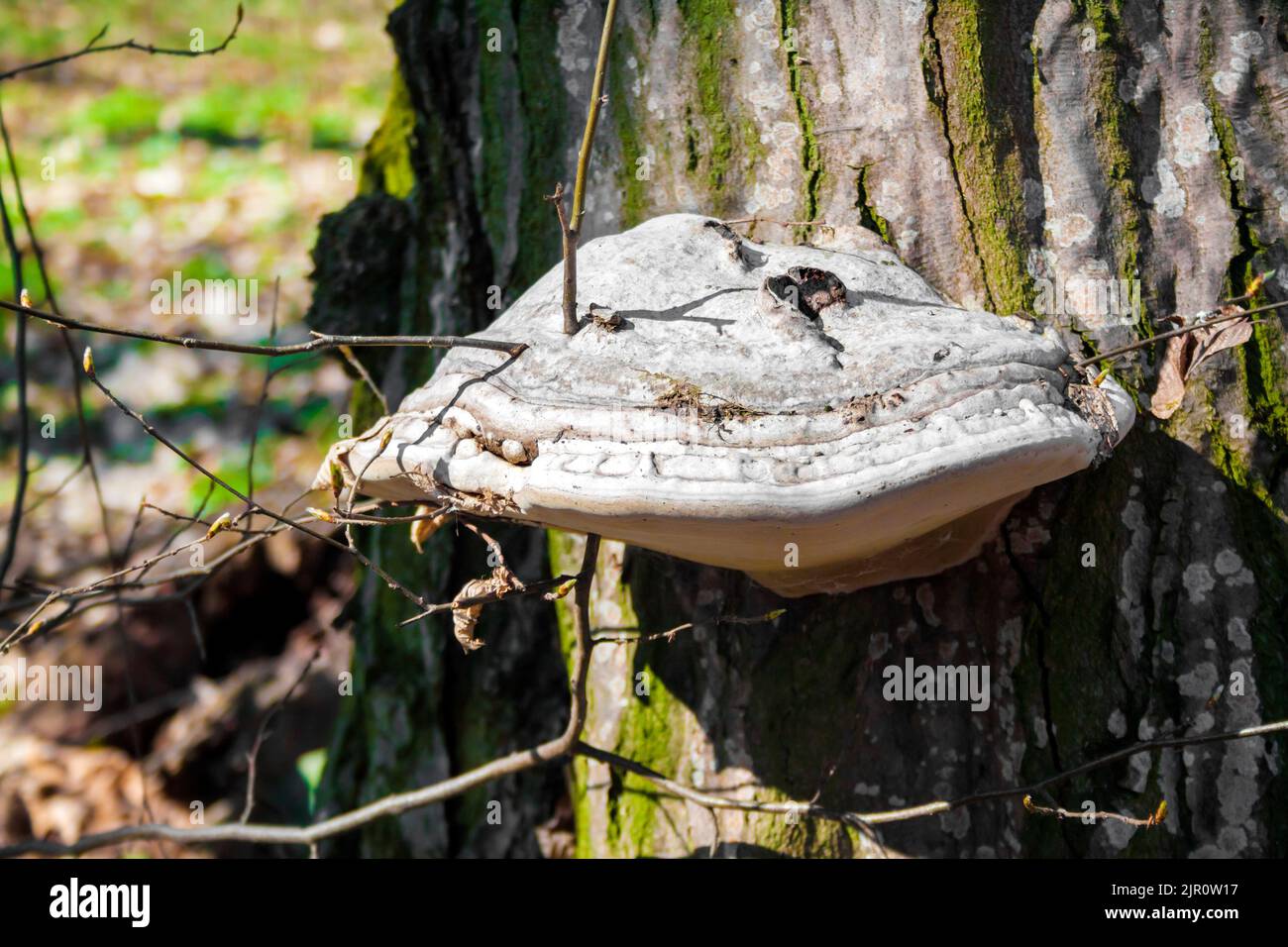 Fomes fomentarius (communément appelé champignon de l'urine, champignon de l'urine fausse, champignon du sabot, conk de l'urine, polypore de l'urine ou champignon de l'homme de glace) sur l'arbre vivant Banque D'Images