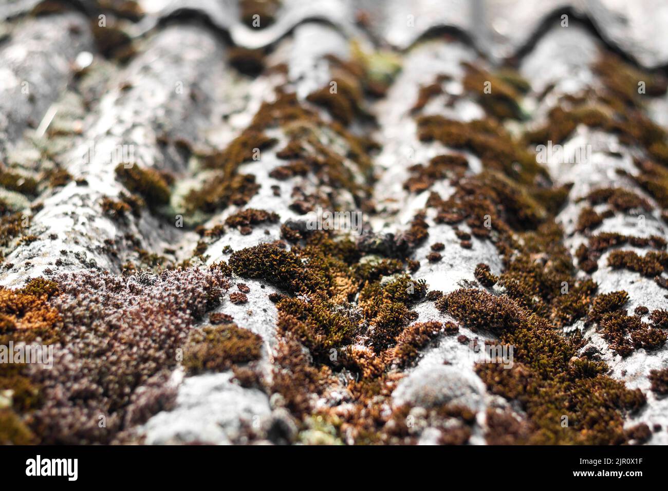 Gros plan de l'ancien toit en ardoise recouvert de mousse sèche et de lichen. Arrière-plan naturel, vue en perspective, faible profondeur Banque D'Images