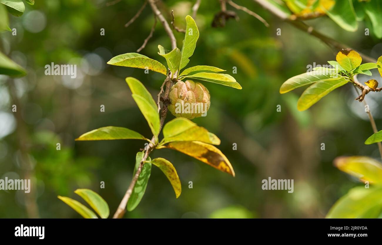 Crème de pomme sur un arbre, en Thaïlande. Banque D'Images