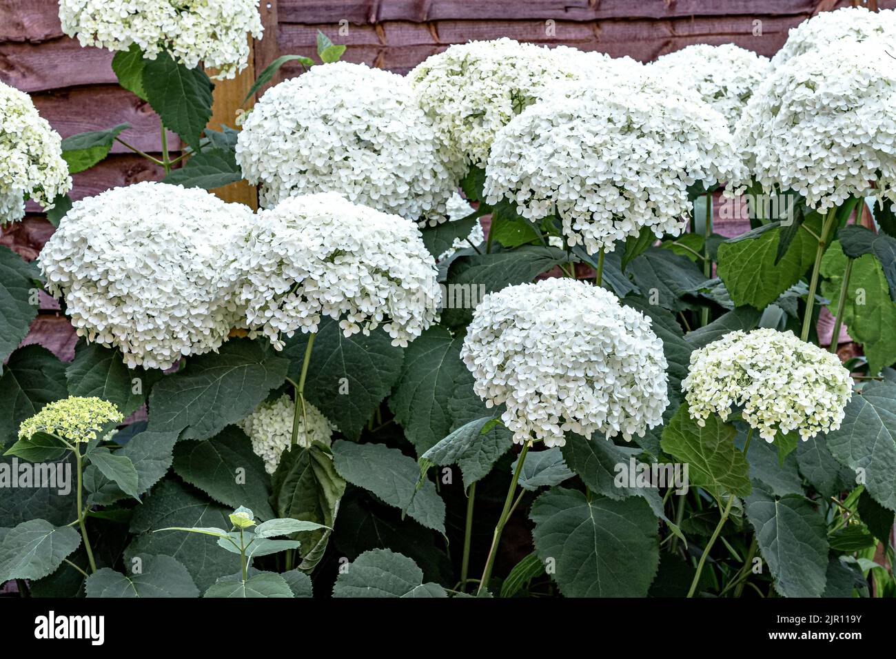 Hydrangea arborescens Annabelle, un grand arbuste nord-américain bushy , qui produit de très grandes têtes sphériques de fleurs blanches stériles en été Banque D'Images