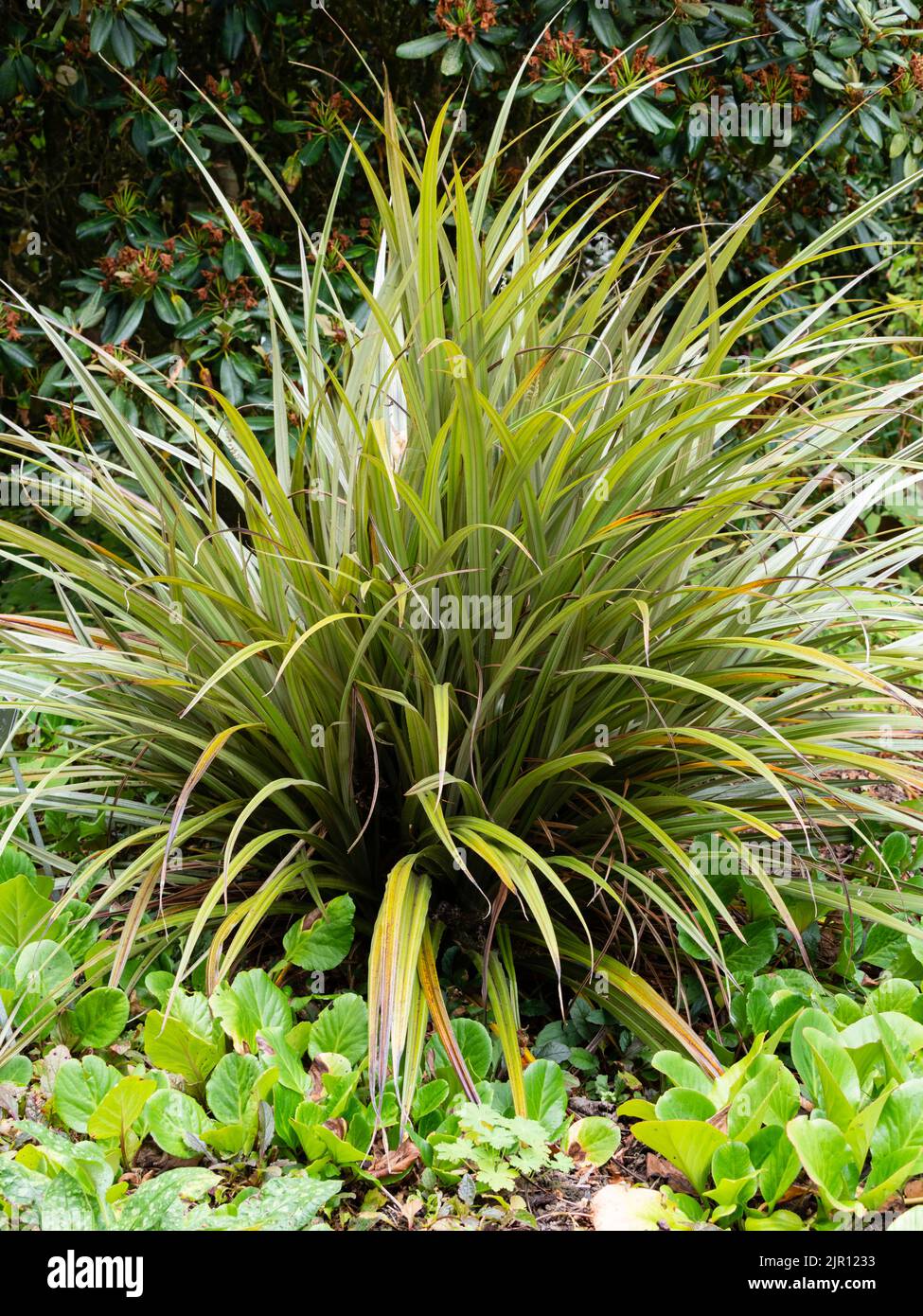 Arquée de vert argenté, sangle comme les feuilles de l'astelia côtière à feuilles persistantes, Astelia banksii Banque D'Images