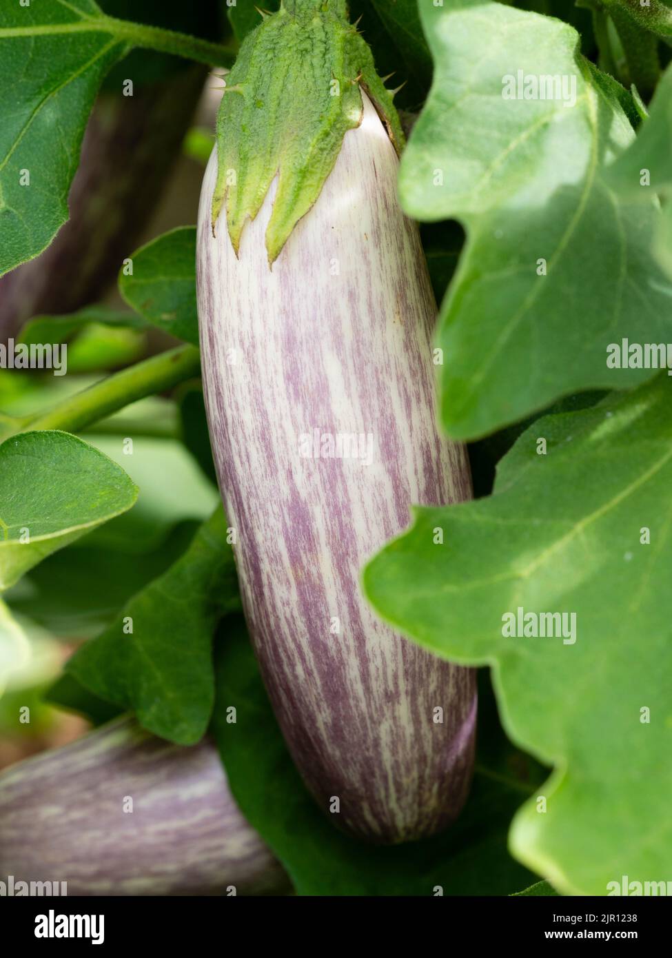 Violet rayé blanc fruit de l'aubergine annuelle tendre, aubergine 'Jewel Marble', Solanum melongena Banque D'Images