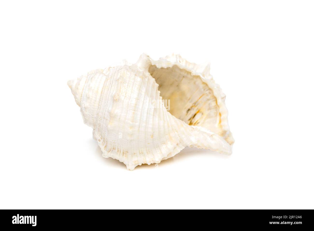 Image de coquillages blancs sur fond blanc. Animaux sous-marins. Coquillages. Banque D'Images