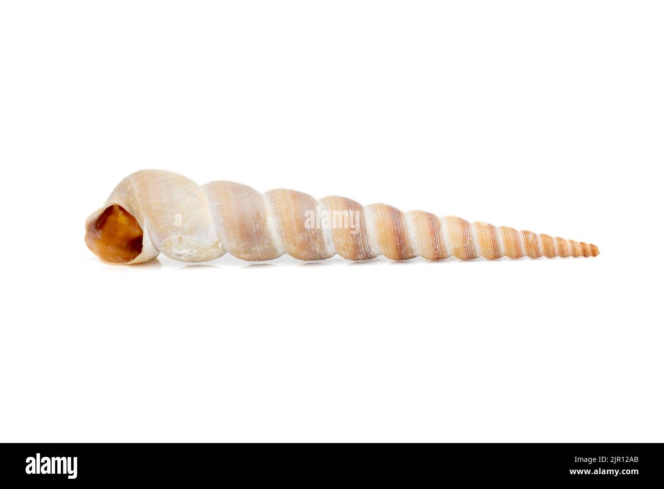 Image d'une coquille conique pointue (Terebridae) sur fond blanc. Animaux sous-marins. Coquillages. Banque D'Images