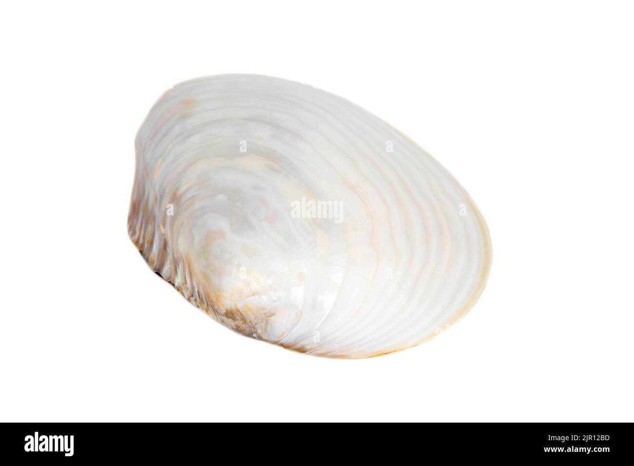 Image de coquillages perlés sur fond blanc. Animaux sous-marins. Coquillages. Banque D'Images