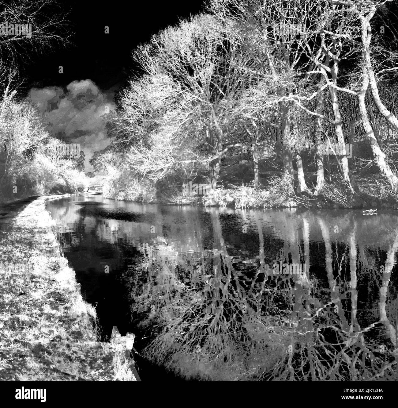 Autour du Royaume-Uni - image infrarouge des arbres et de l'eau Banque D'Images