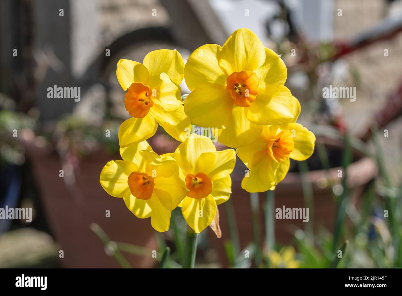 Une tête de martinette à plusieurs fleurs Narcissus aux pétales jaunes traduccents illuminant la lumière du soleil de printemps sur un fond de jardin flou Banque D'Images