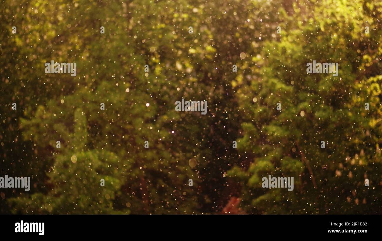 concentrez-vous sur les grosses gouttelettes de pluie et de grêle. elles brillent d'or au soleil. tout est inondé de lumière. le jour ensoleillé, c'est l'orage, le vent fort et la pluie avec la grêle. Photo de haute qualité Banque D'Images