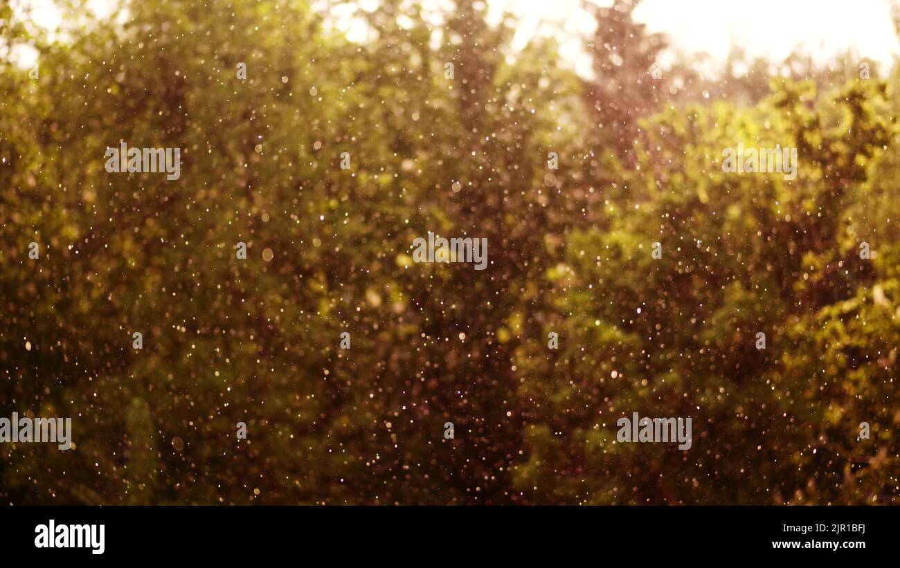 le jour ensoleillé, c'est un orage, un vent fort et une pluie avec de la grêle. concentrez-vous sur les gouttes de pluie, elles brillent avec de l'or au soleil. tout est inondé de lumière. les sommets jaunes des arbres balancent dans le vent. Photo de haute qualité Banque D'Images