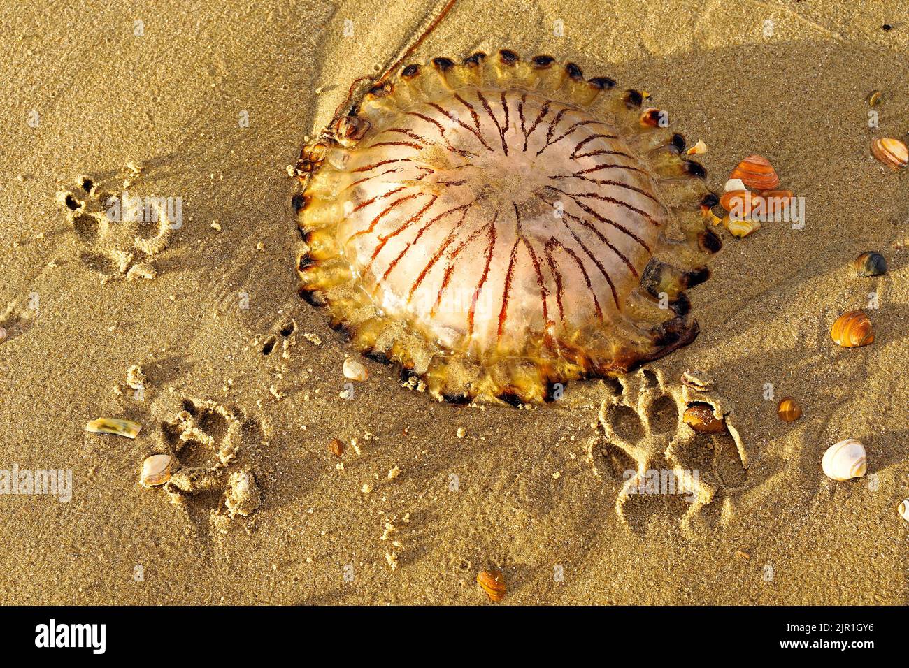 Un méduse à boussole (Chrysaora hysoscella) a lavé le minerai, allongé dans le sable. Les imprimés représentant les pattes d'un chien montrent la taille du méduse. Dune res. Nord-Holland Banque D'Images