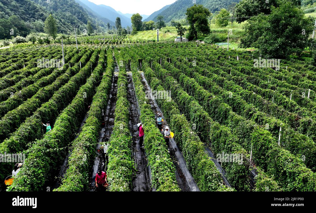 (220821) -- LUONAN, 21 août 2022 (Xinhua) -- la photo aérienne montre des travailleurs de la coopérative chinoise de tisanerie Yuzheng schisandra chinensis, une plante médicinale connue pour accroître la résistance des gens à la maladie et au stress, dans le comté de Luonan, dans la province de Shaanxi, dans le nord-ouest de la Chine, le 21 août 2022. Le comté de Luonan utilise des terres en jachère pour développer l'industrie de la plantation de schisandra chinensis, et a établi une coopérative pour faire avancer la reproduction et le développement de cette herbe médicinale. Maintenant plus de 3 000 mu (environ 200 hectares) de schisandra chinensis dans le comté a pénétré dans le pickin Banque D'Images