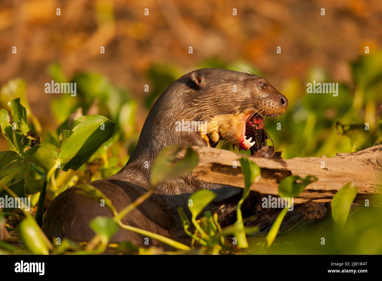 La loutre géante (Pteronura brasiliensis) la consommation de poisson Banque D'Images