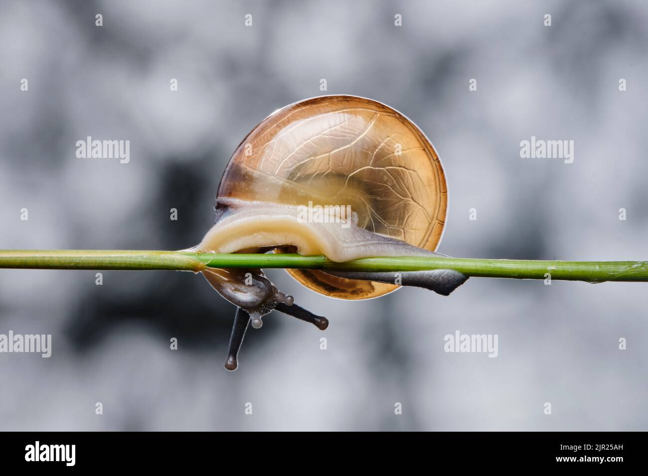 Magnifique escargot au soleil dans le parc de la ville de Ho Chi Minh Banque D'Images