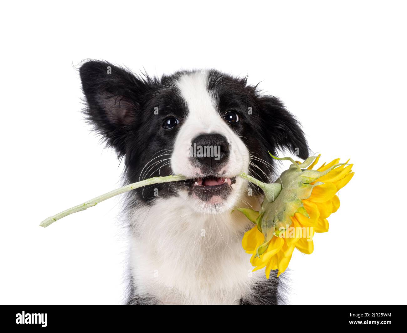 Photo de tête de super adorable, typique noir avec un chiot blanc Border Colie, tenant le faux tournesol entre les dents. En regardant vers l'appareil photo avec la swe Banque D'Images